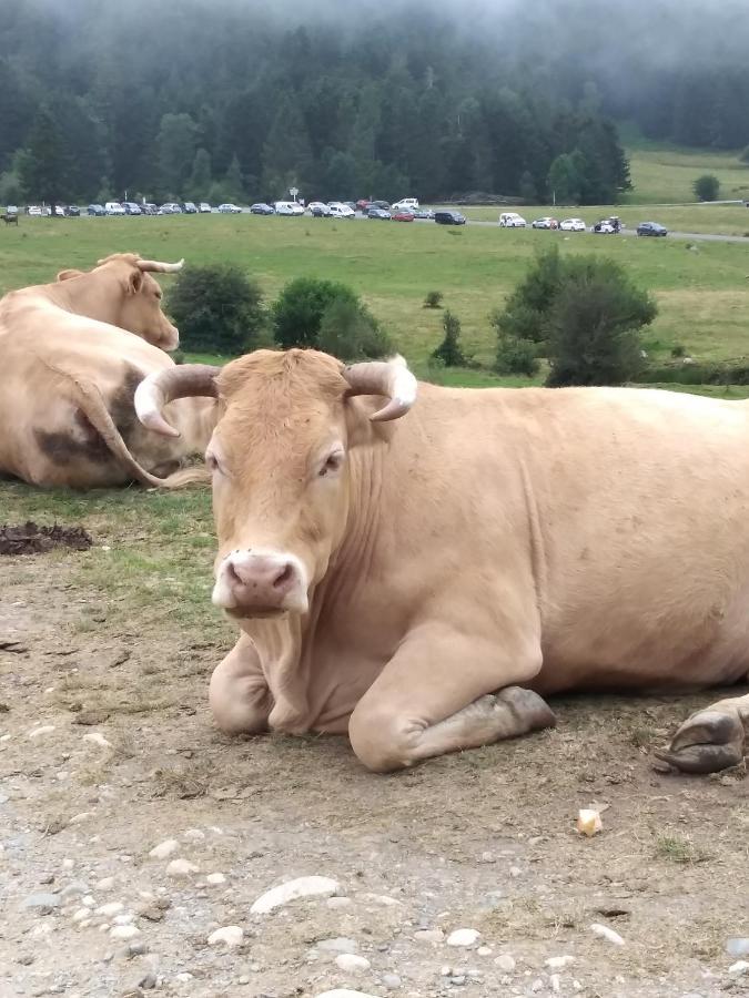 Gite Cosy Lac De Payolle Campan Kültér fotó